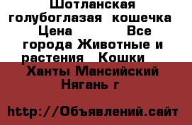 Шотланская голубоглазая  кошечка › Цена ­ 5 000 - Все города Животные и растения » Кошки   . Ханты-Мансийский,Нягань г.